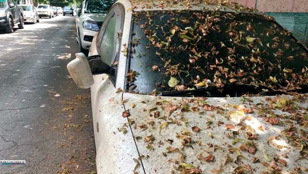 Как бороться с налипанием смолы на кузов автомобиля